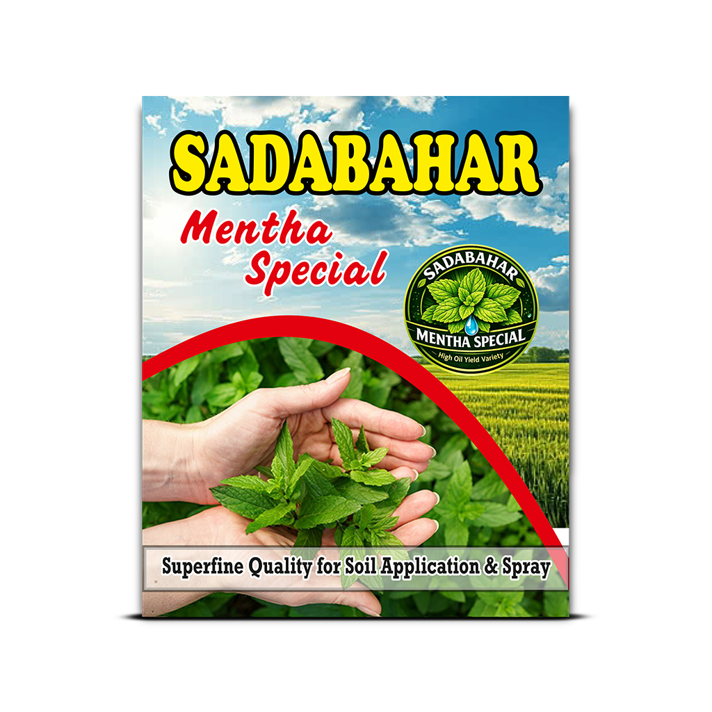 Sadabahar Mentha Special